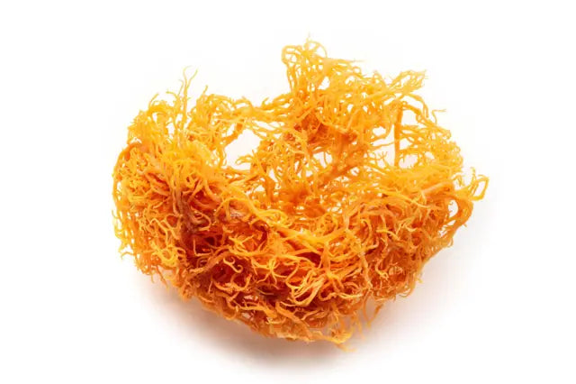 Yellowish-orange sea moss on a white background