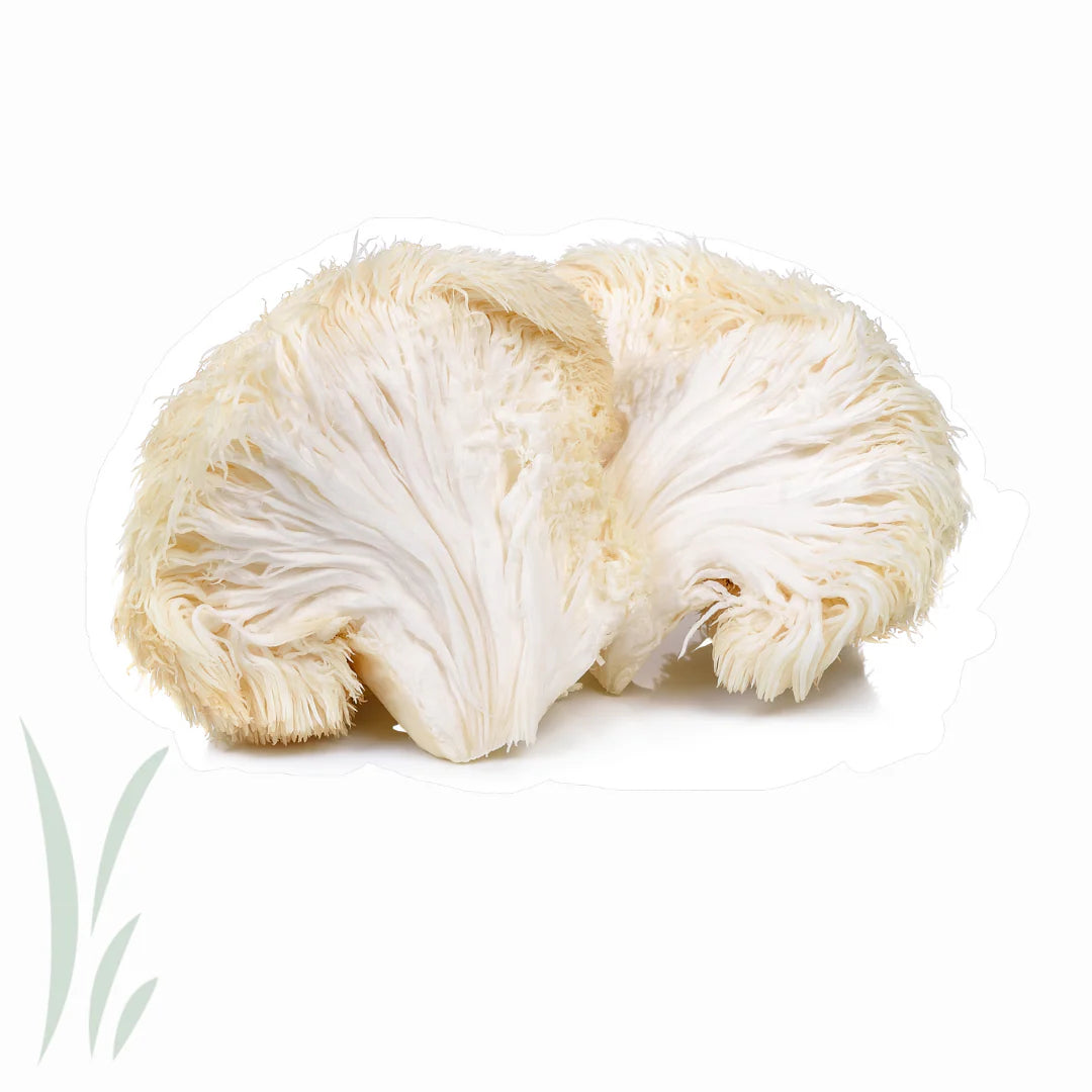 Close-up of a lion's mane mushroom on a white background